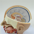 Neues Produkt Schädelmodell mit 8 Teilen Anatomisches Modell des Gehirns